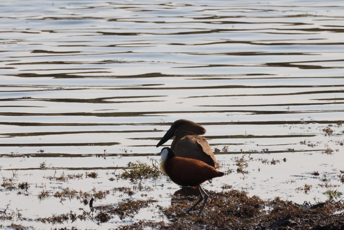 Hamerkop - ML644453996