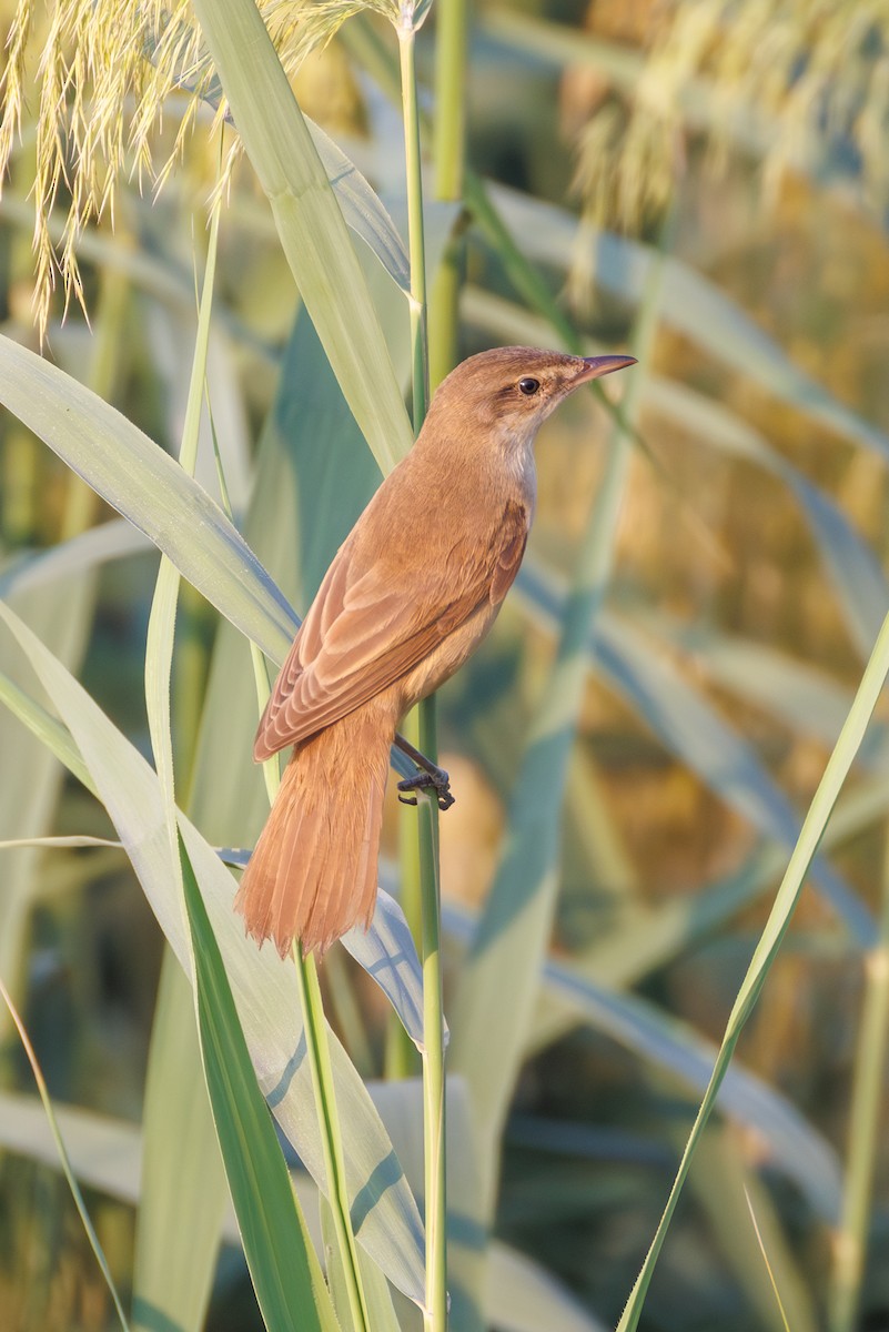 Great Reed Warbler - ML644453998
