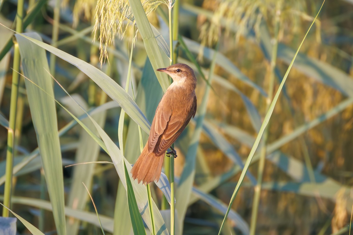 Great Reed Warbler - ML644453999