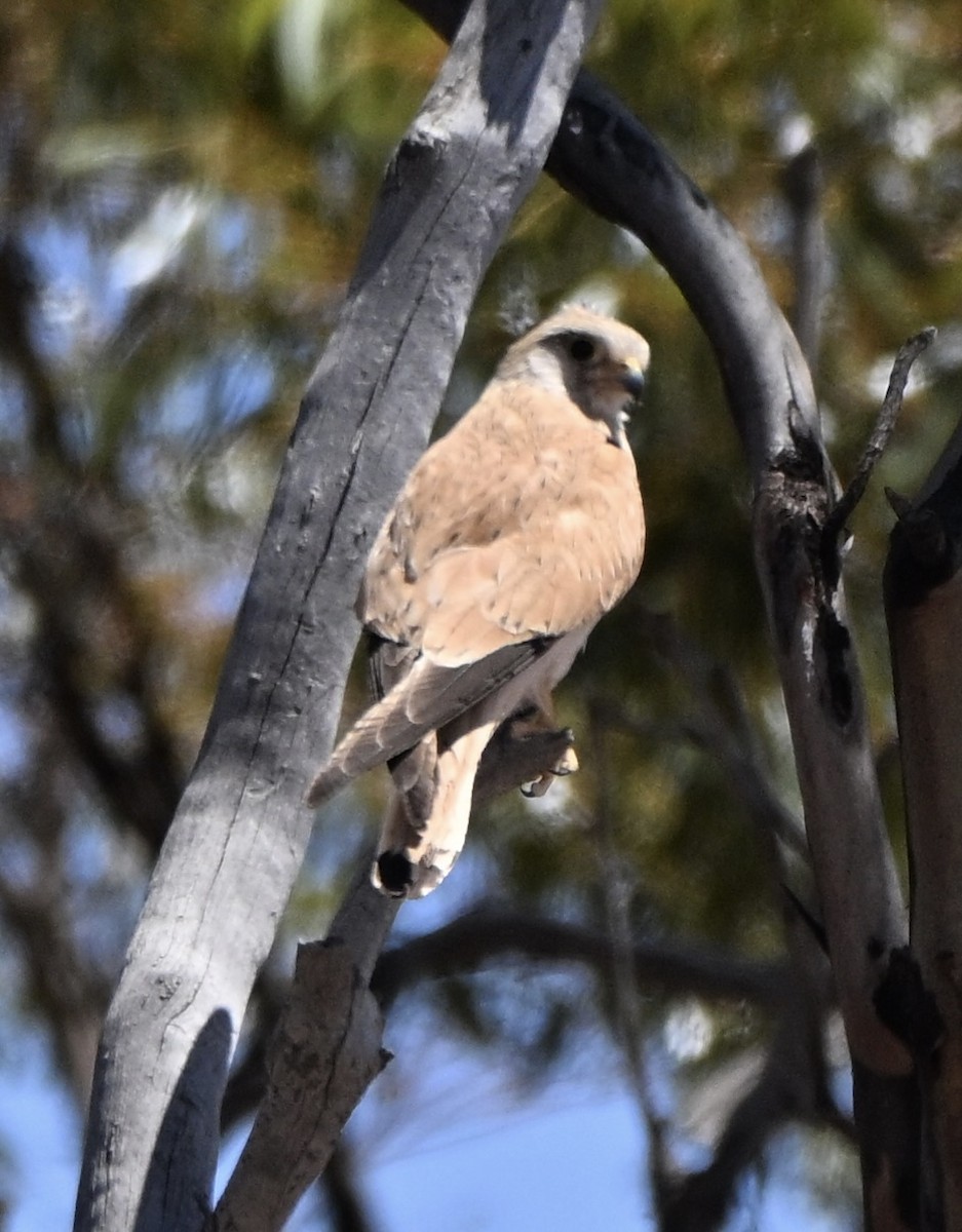 Nankeen Kestrel - ML644454000