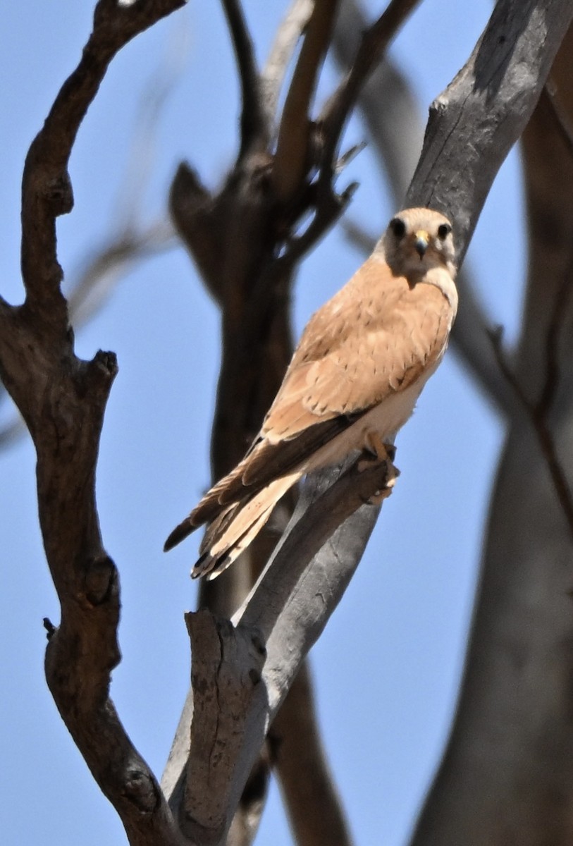 Nankeen Kestrel - ML644454001