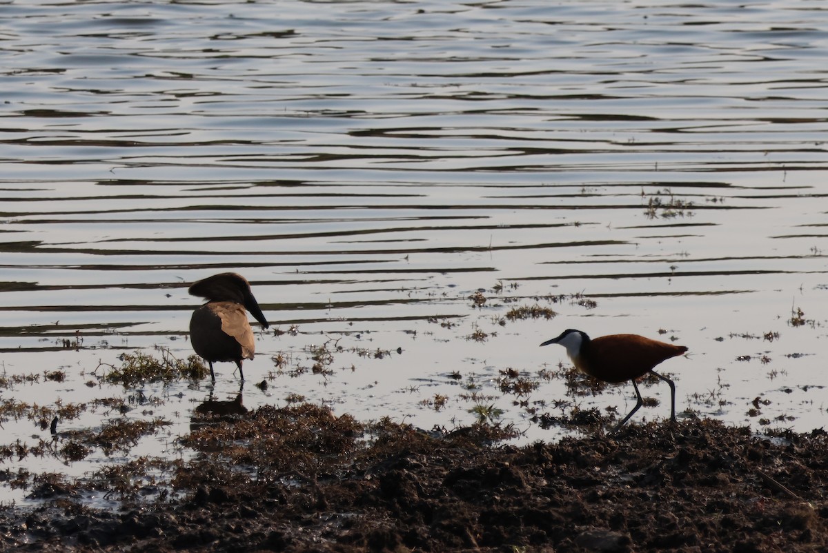 African Jacana - ML644454005