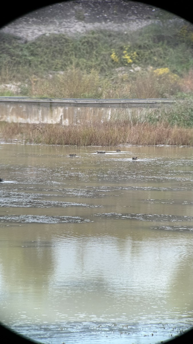 čírka modrá - ML644454009