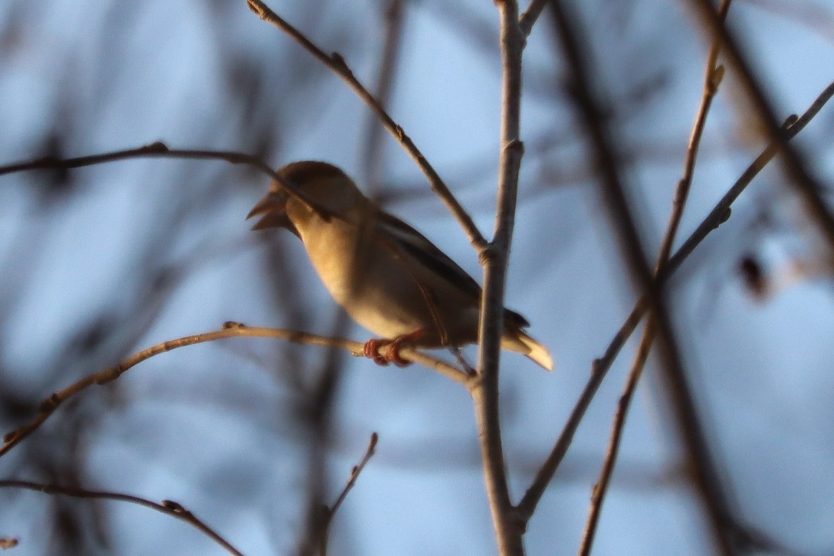 シメ - ML644454021