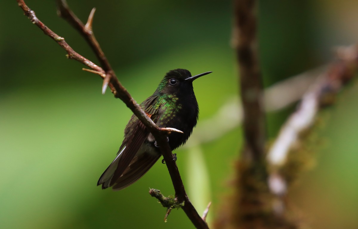 Black-bellied Hummingbird - ML644454022