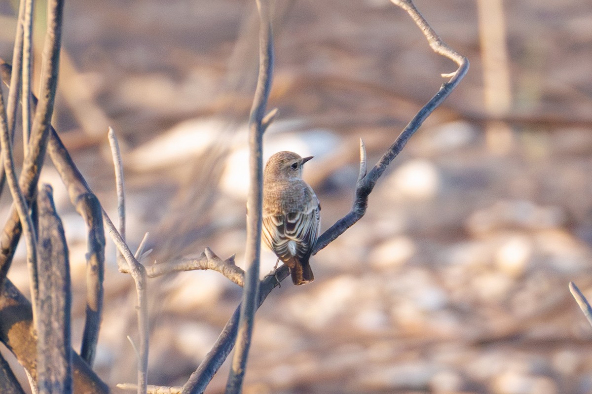 Nonnensteinschmätzer - ML644454028