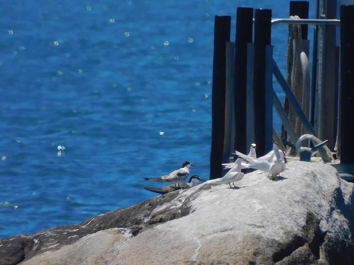 Sumru (longipennis) - ML644454036