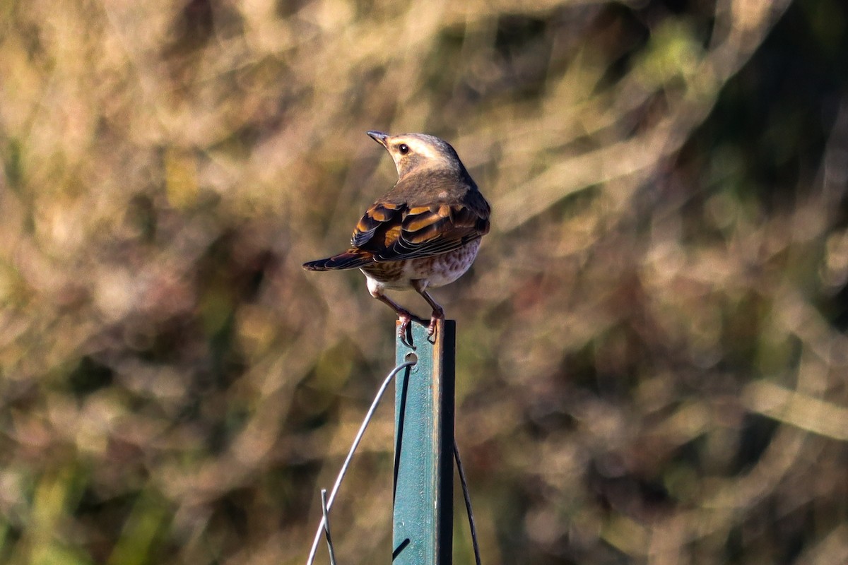 Birigarro gorrizta - ML644454040