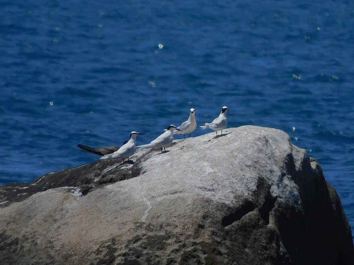 Black-naped Tern - ML644454053