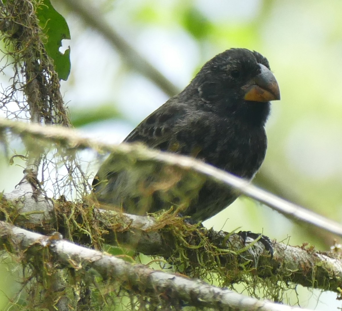 Géospize à gros bec - ML644454060