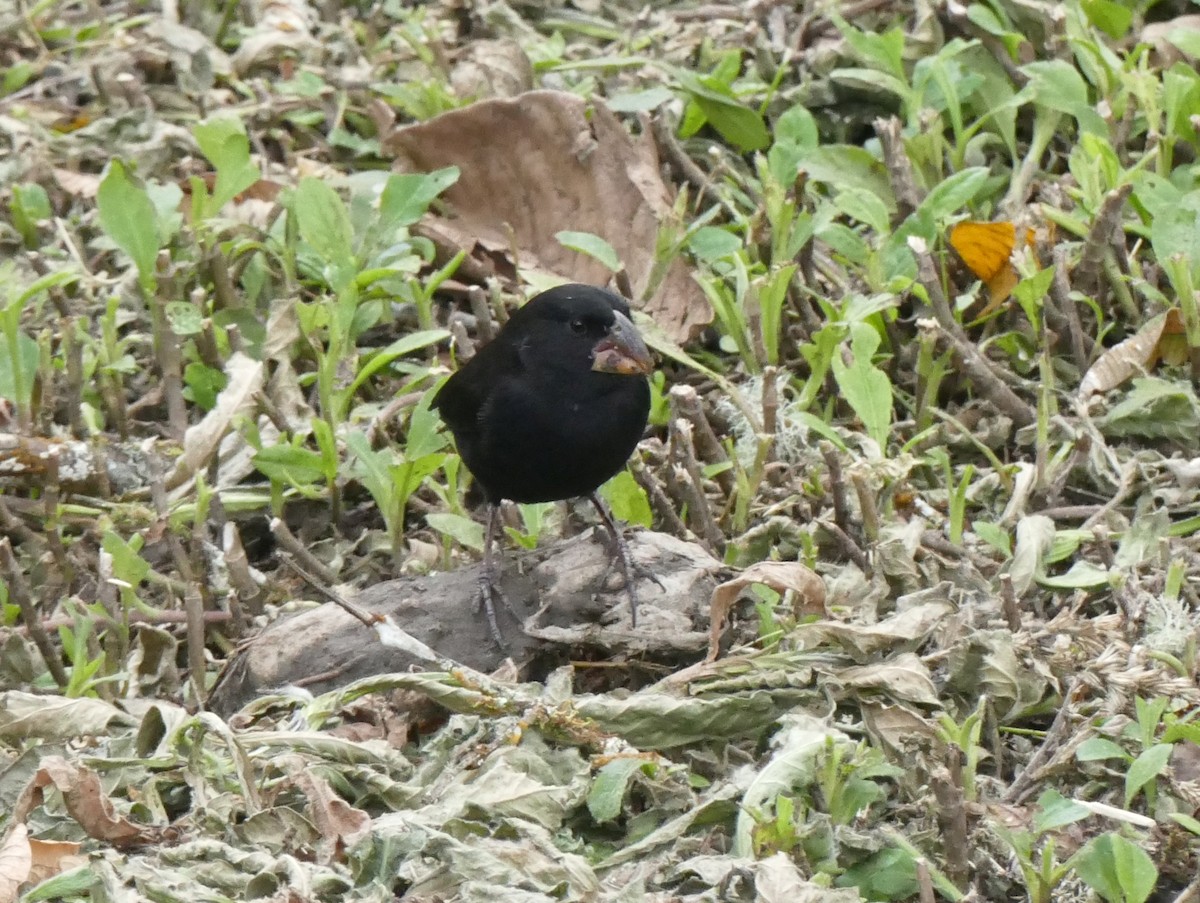 Géospize à gros bec - ML644454068