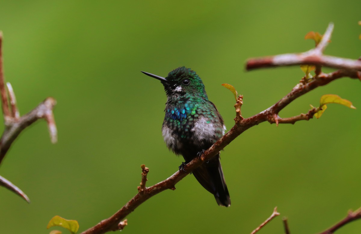 Yeşil Telkuyruk - ML644454075