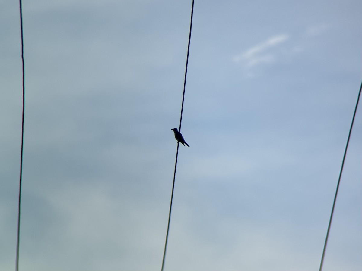 pygmégjøk - ML644454080