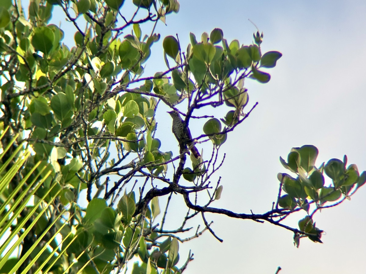 pygmégjøk - ML644454084