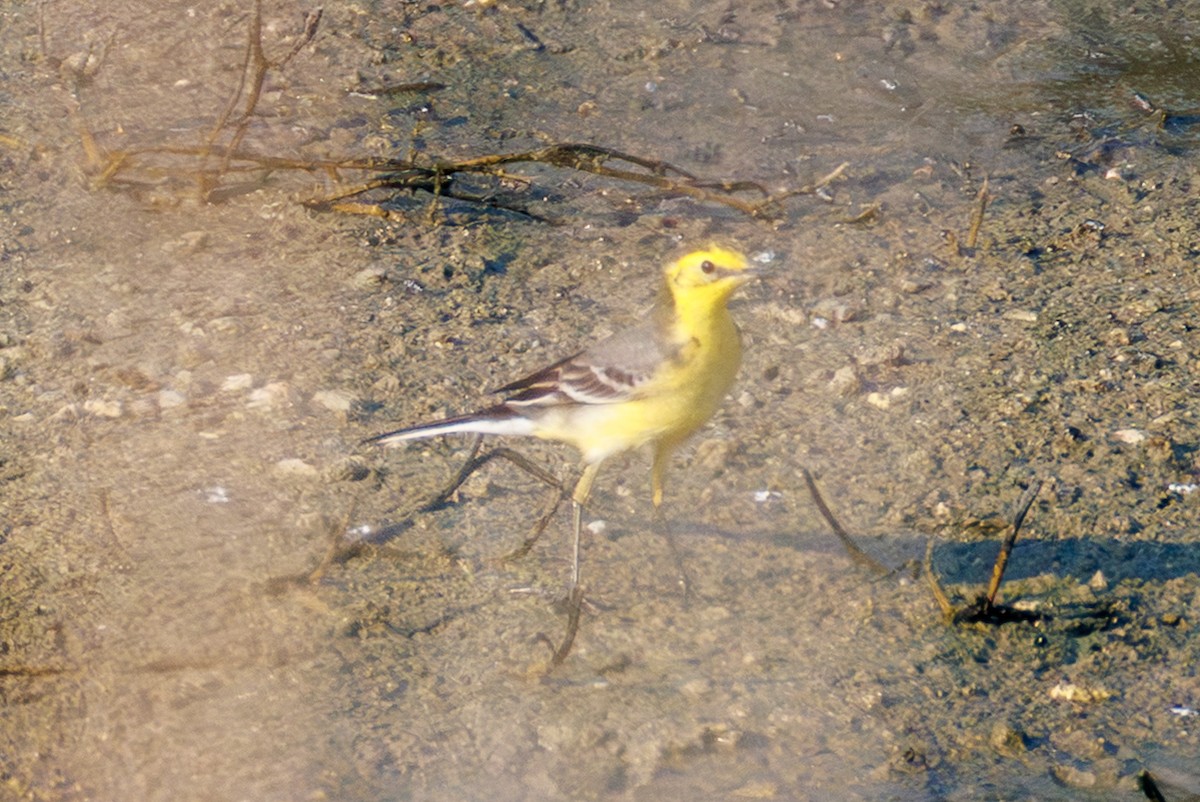 Citrine Wagtail - ML644454099