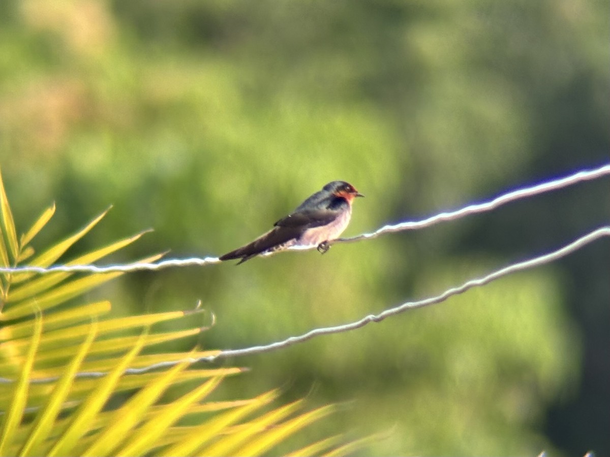 Pacific Swallow - ML644454111