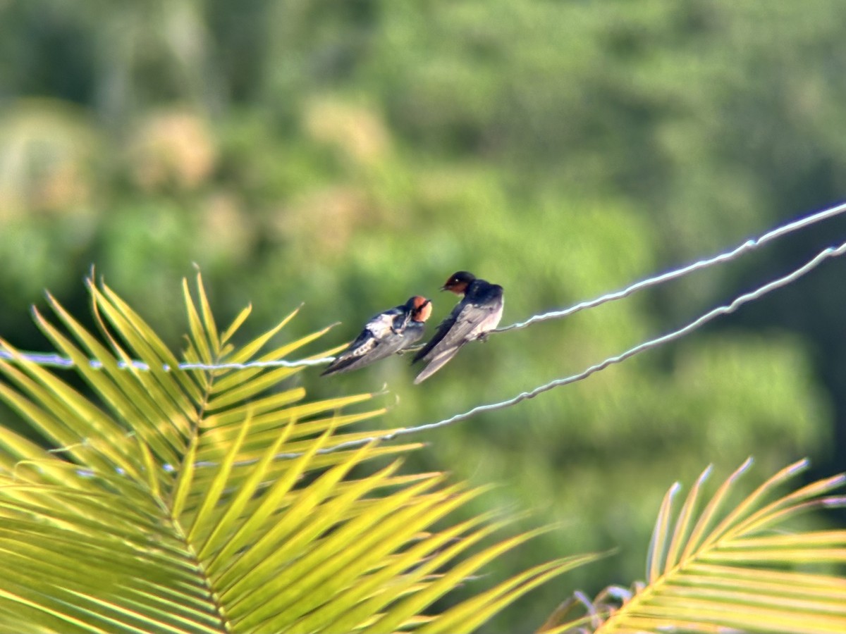 Pacific Swallow - ML644454112