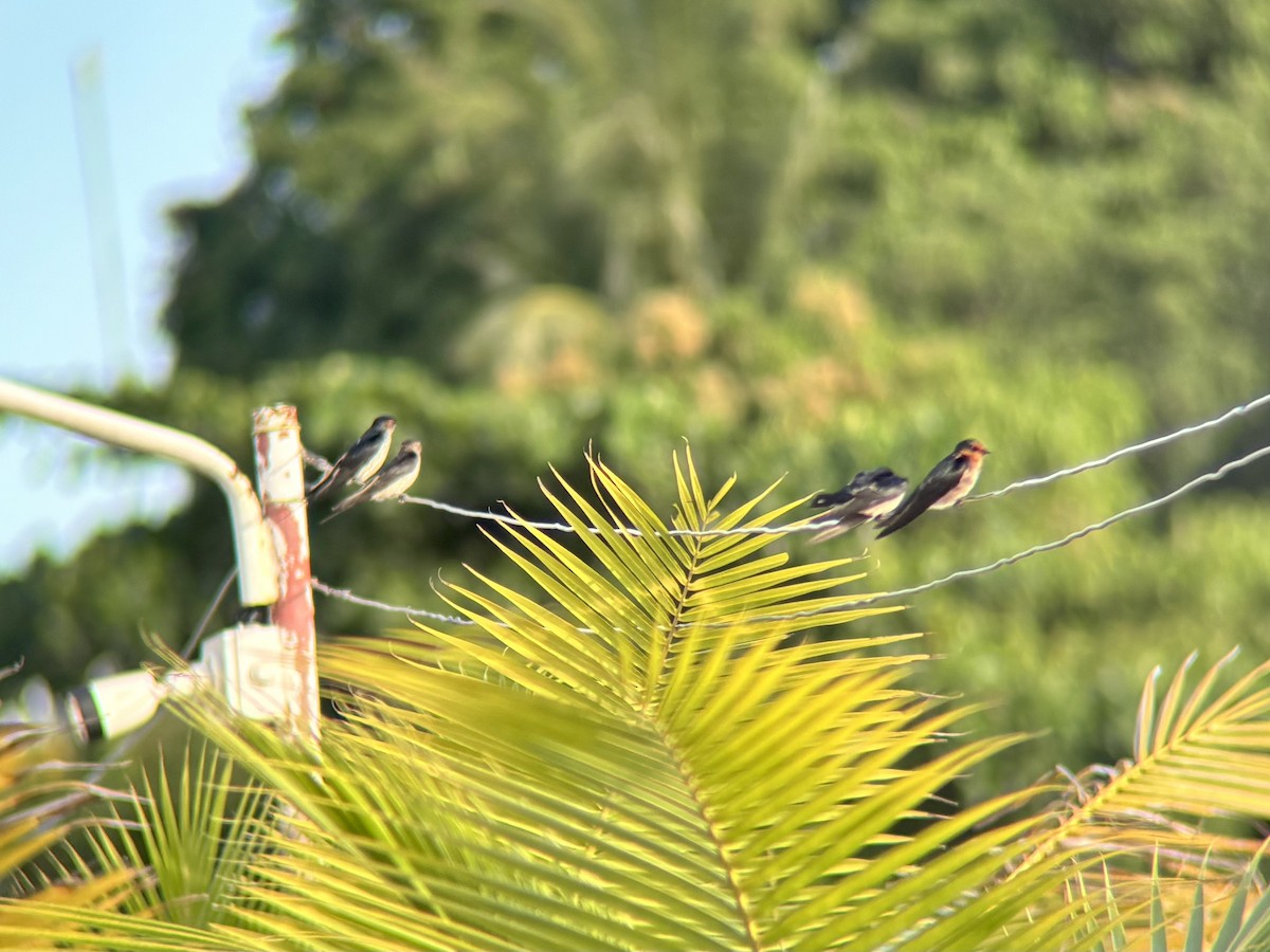 Pacific Swallow - ML644454113