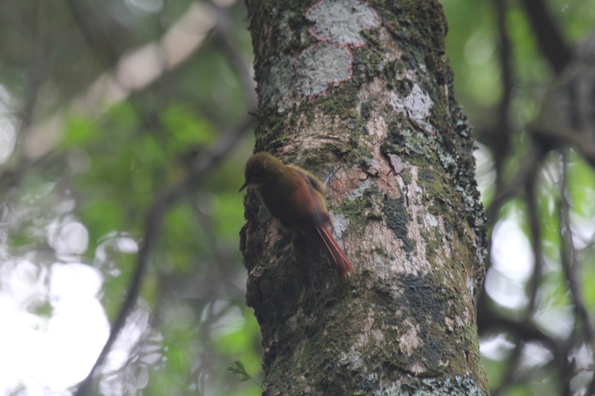 Olivaceous Woodcreeper - ML644454123