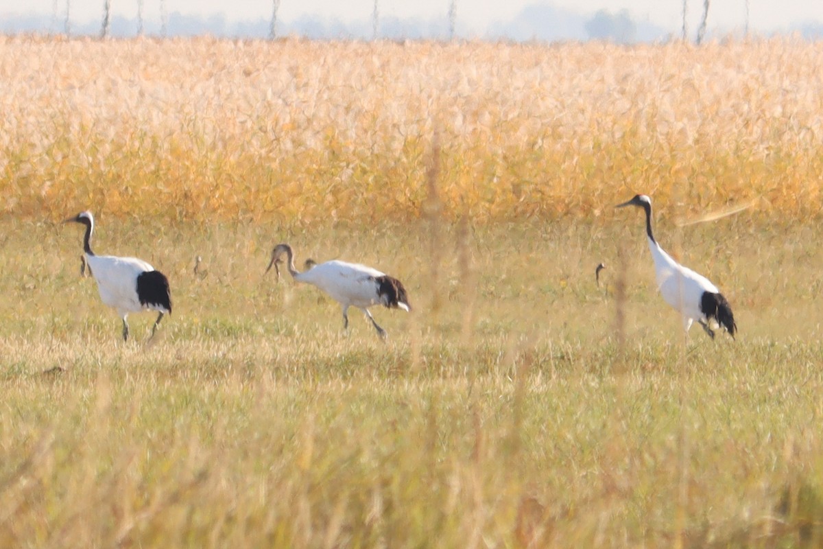 Red-crowned Crane - ML644454124