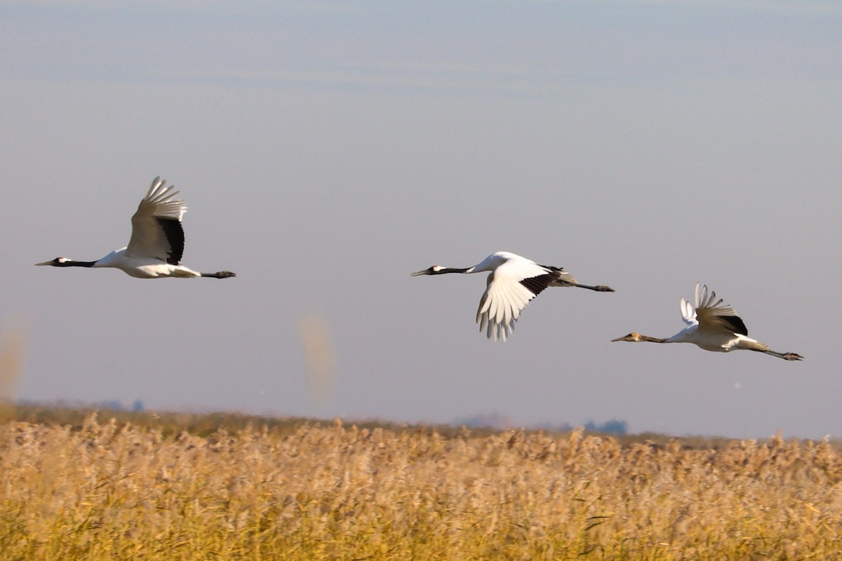 Red-crowned Crane - ML644454126
