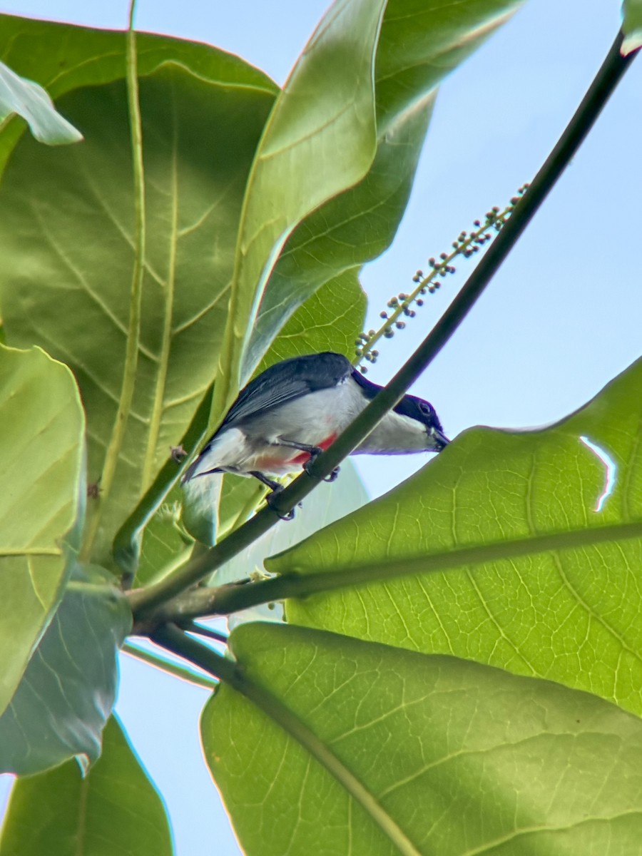 rødkjølblomsterfugl - ML644454128