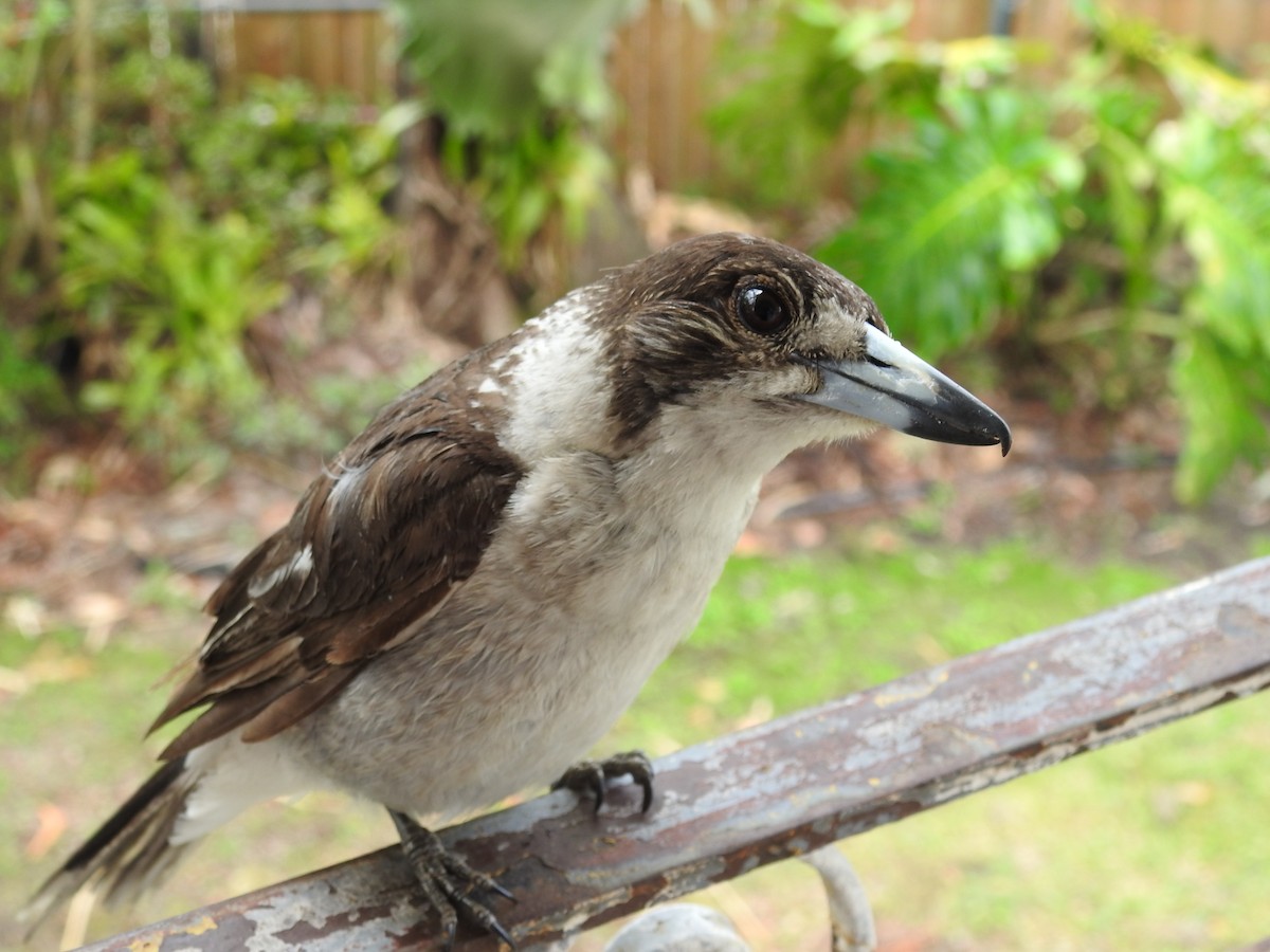 ハイイロモズガラス - ML644454133