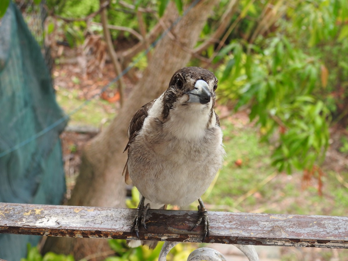 ハイイロモズガラス - ML644454134