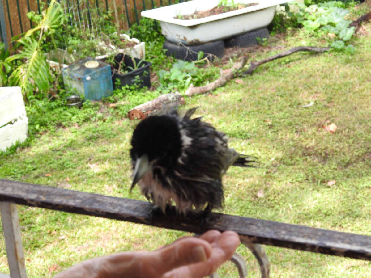 ハイイロモズガラス - ML644454135