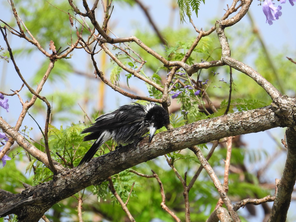 ハイイロモズガラス - ML644454136