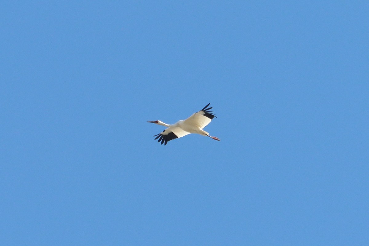 Siberian Crane - ML644454141