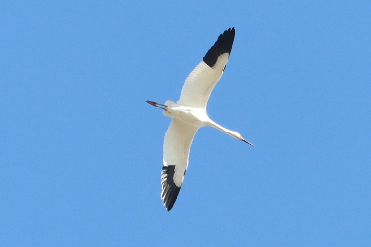 Siberian Crane - ML644454142