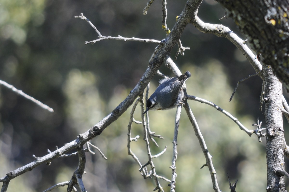 Türkenkleiber - ML644454143