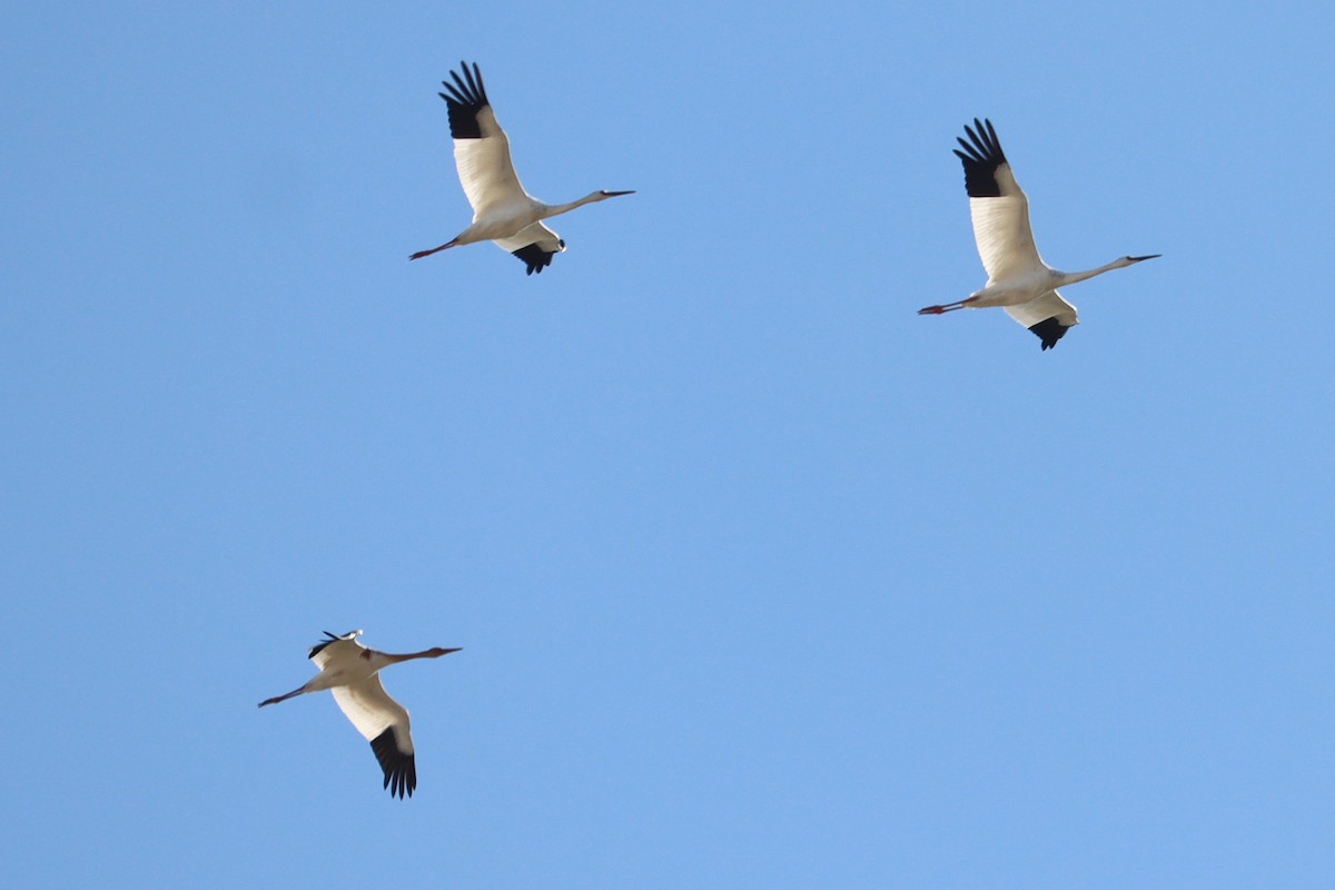 Siberian Crane - ML644454144