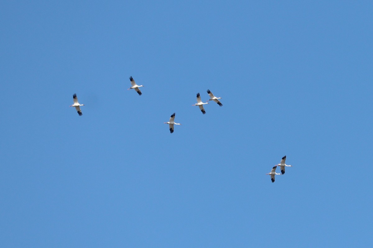 Siberian Crane - ML644454145