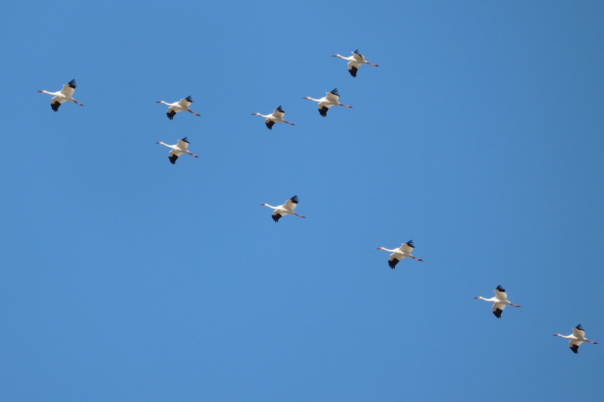 Siberian Crane - ML644454146