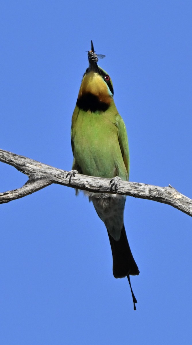 Радужная щурка - ML644454170