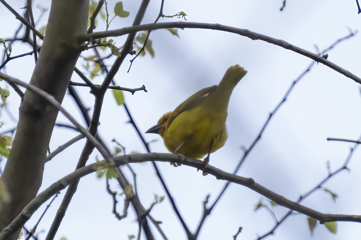 African Golden-Weaver - ML644454171