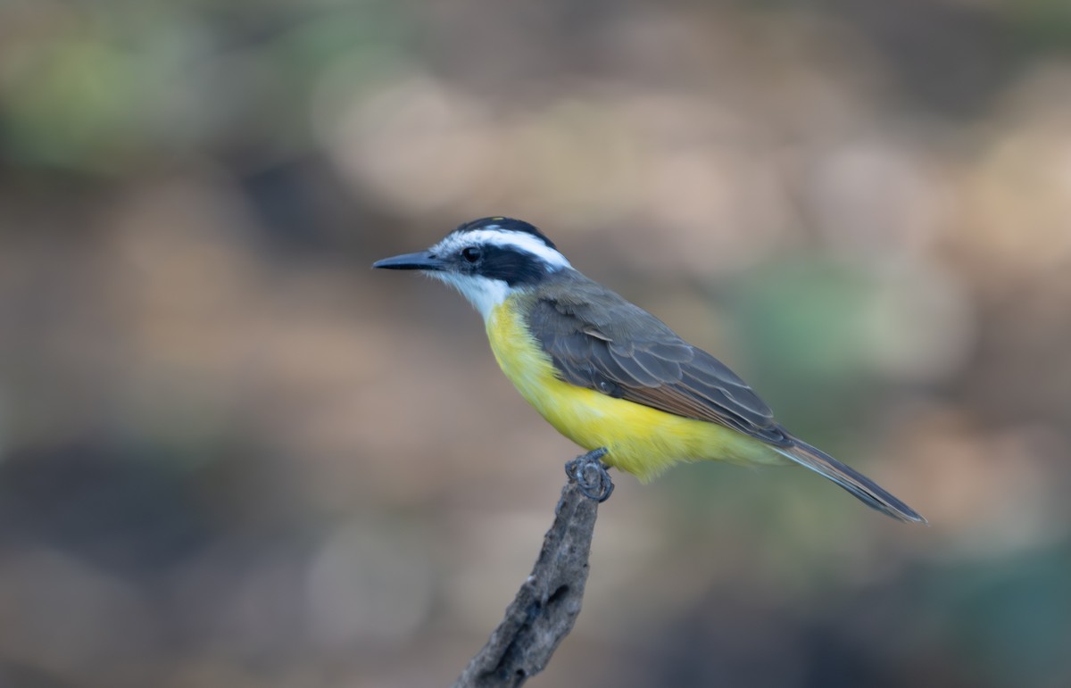 Lesser Kiskadee - ML644454172