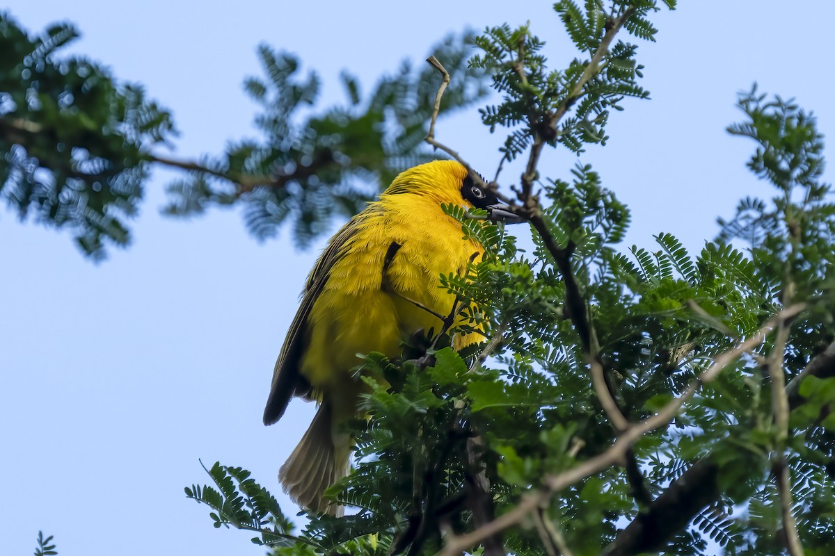 Lesser Masked-Weaver - ML644454187