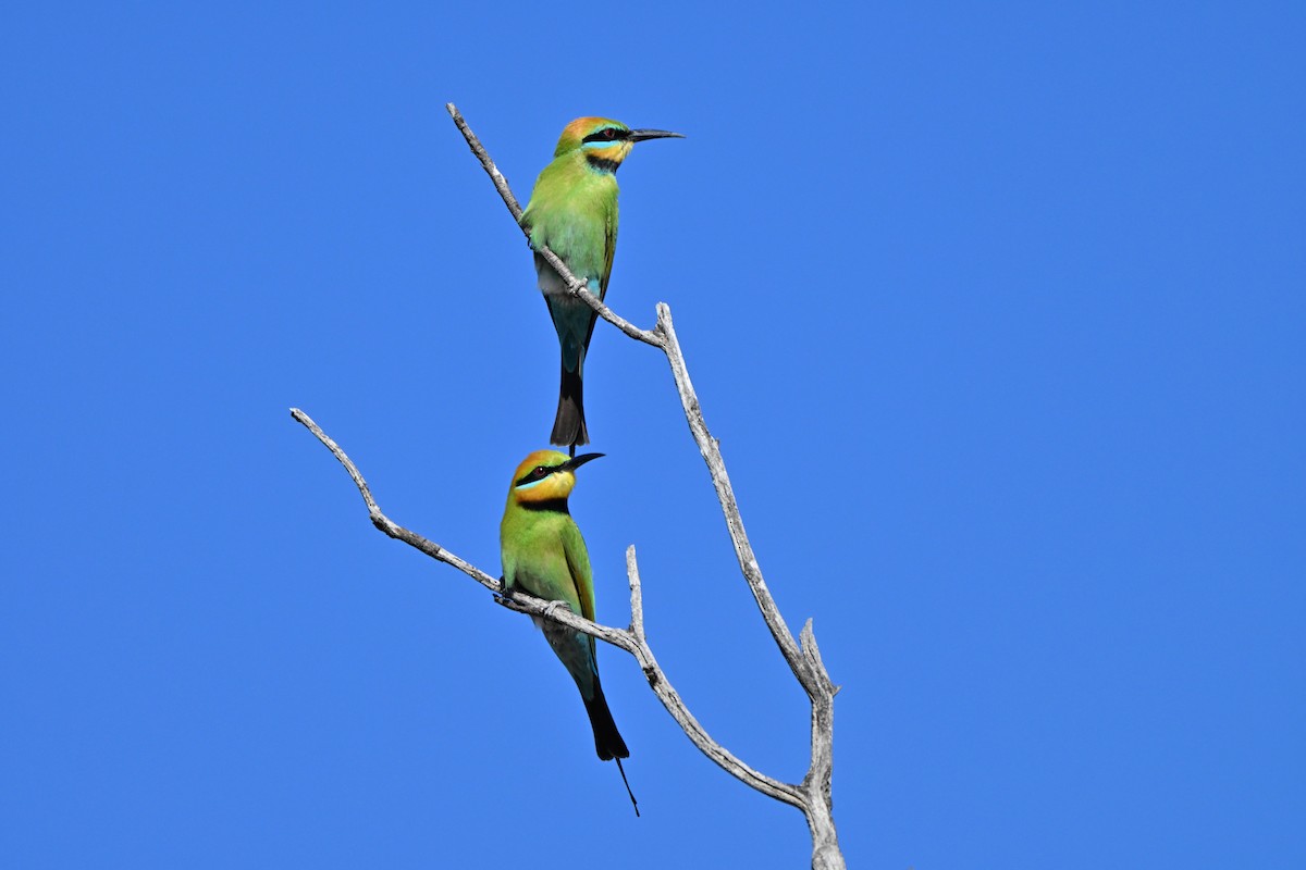 Радужная щурка - ML644454190