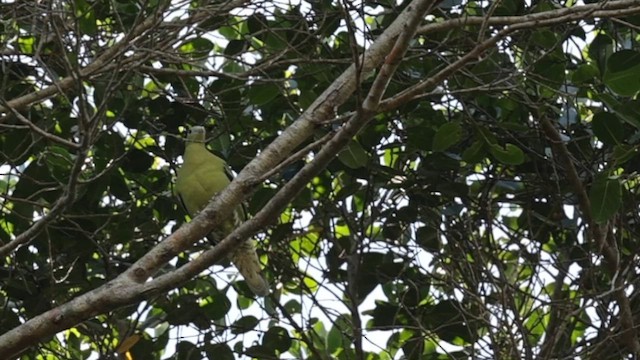 floresgrønndue - ML644454191