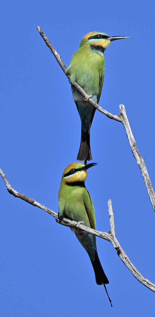 Радужная щурка - ML644454192