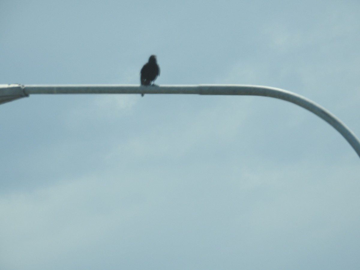 Torresian Crow - ML644454193