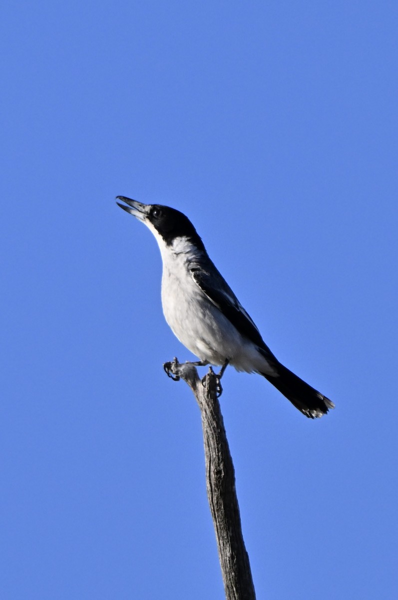 ハイイロモズガラス - ML644454195