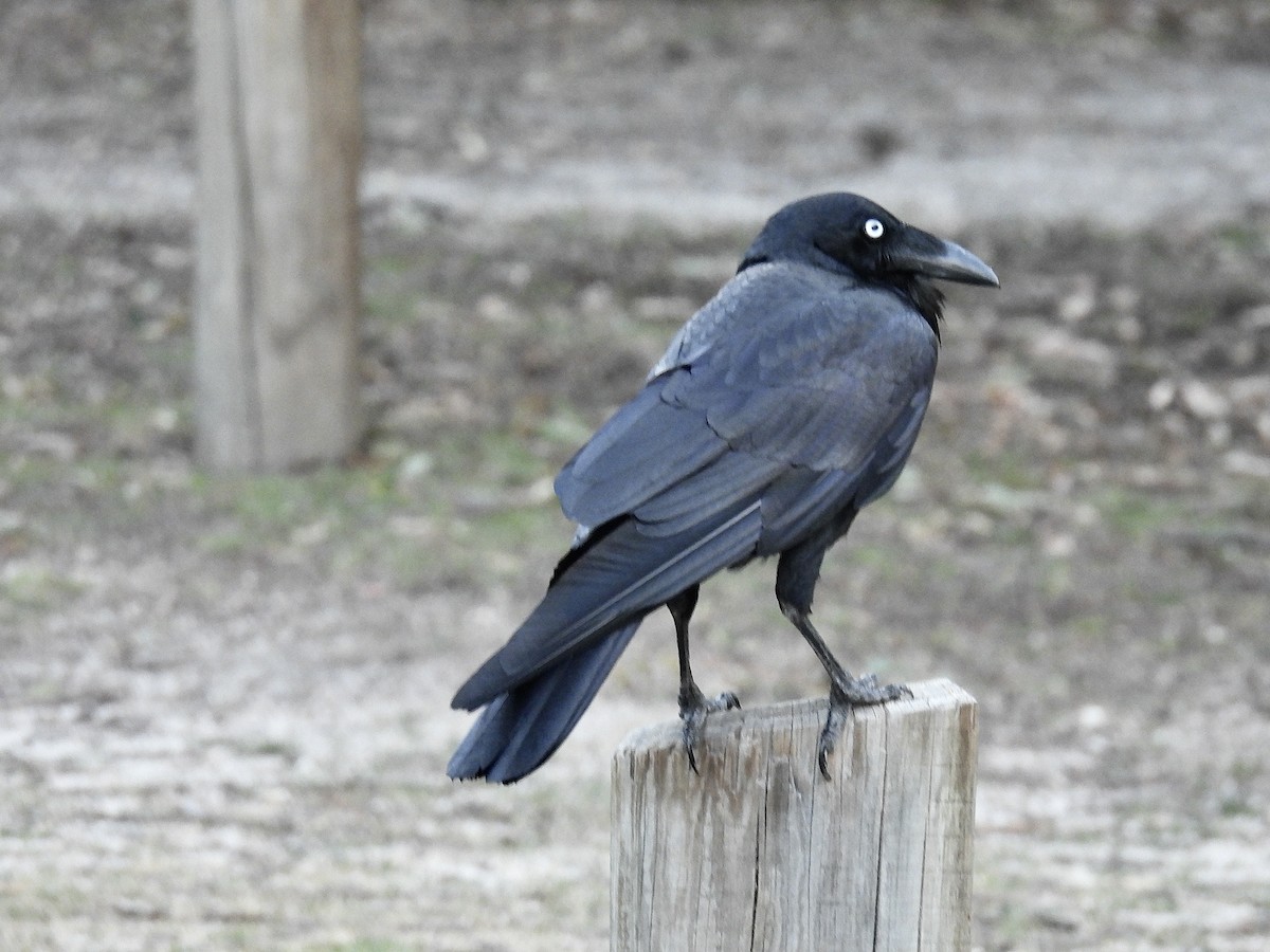 Cuervo Australiano - ML644454196