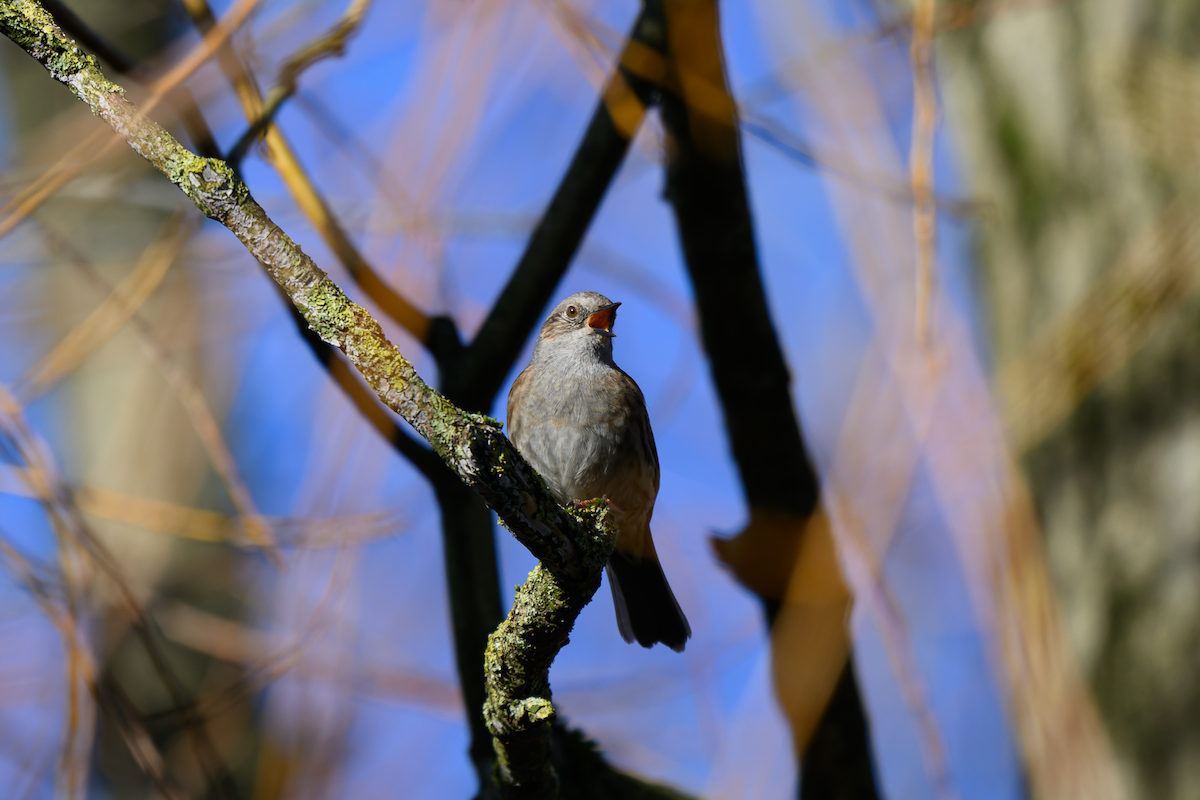 jernspurv - ML644454201