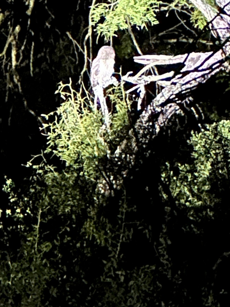 čačalaka obecná - ML644454202