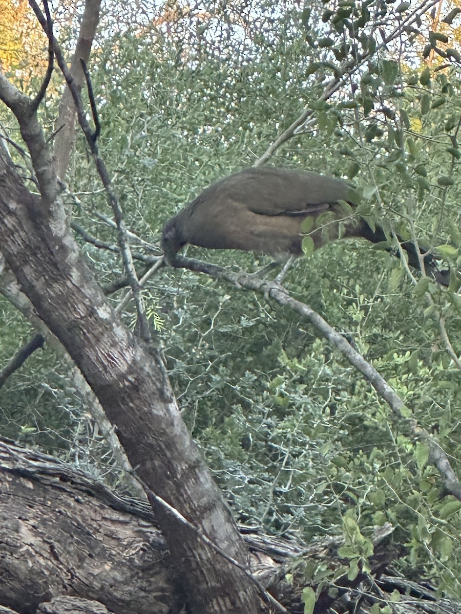 čačalaka obecná - ML644454203