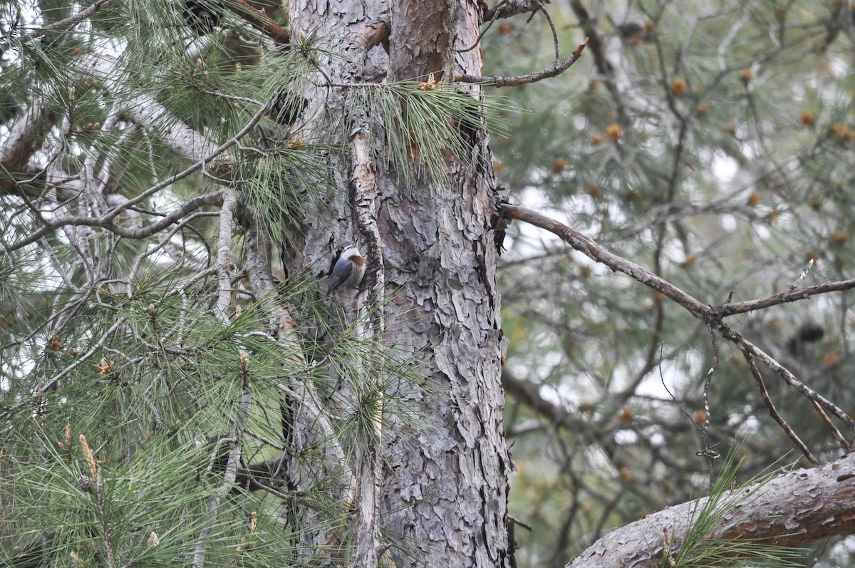 Türkenkleiber - ML644454208